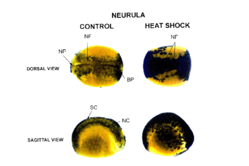 <p>probe binds to complementary nucleic acids in cell or tissue (same probes as for northern or Southern)</p><p>difference from northern/Southern is it identifies genes directly in chromosomes and transcripts (mRNA) directly in cell or tissue for developmental expression studies following treatments or environmental changes</p>