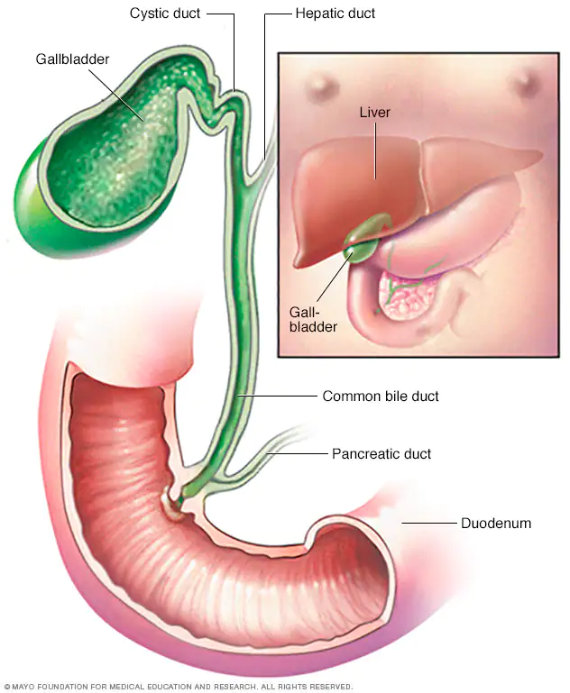 <ul><li><p>small as a finger</p></li><li><p>stores bile when stomach is empty</p></li></ul>