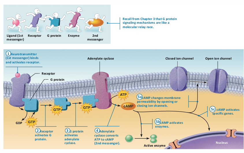 <ul><li><p>Neurotransmitter binds to G protein–linked receptor</p></li><li><p>G protein is activated </p></li><li><p>Activated G protein controls production of second messengers, e.g., Cyclic AMP, cyclic GMP, diacylglycerol, or Ca<sup>2+</sup></p></li><li><p> Second messengers</p><ul><li><p>Open or close ion channels</p></li><li><p>Activate kinase enzymes</p></li><li><p>Phosphorylate channel proteins </p></li><li><p>Activate genes and induce protein synthesis</p><p></p></li></ul></li></ul><p></p>