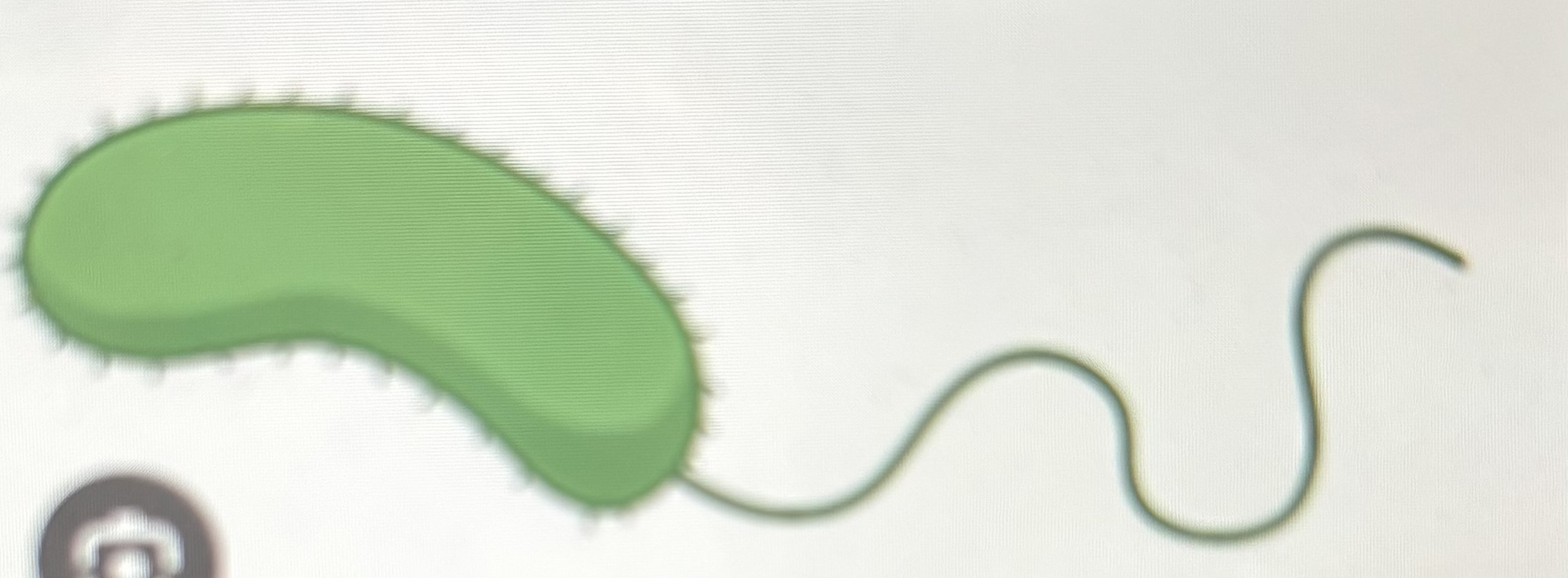 <p>curved rods (like comma or lima bean)</p>