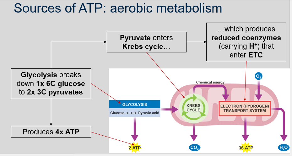<p>Glycolysis breaks down 1x 6C glucose to 2x 3C pyruvates and produces 4x ATP. Pyruvate enters Krebs cycle which produces reduced coenzymes (carrying H+) that enter ETC.</p>