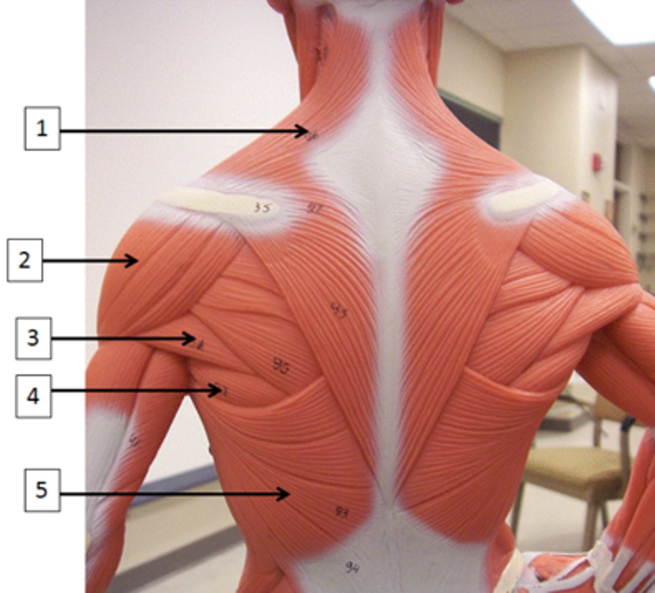 <p>Identify the muscle labeled 3.</p>