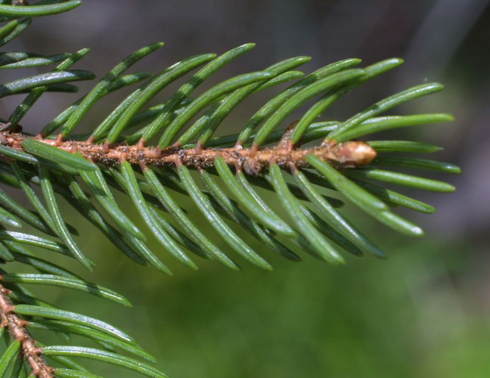<p><em>Picea rubens</em></p>