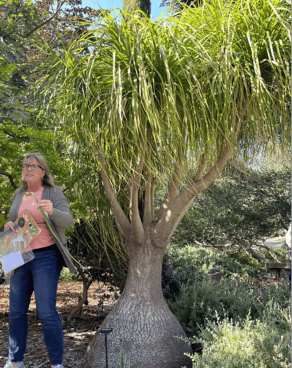 <p>Bottle palm</p>