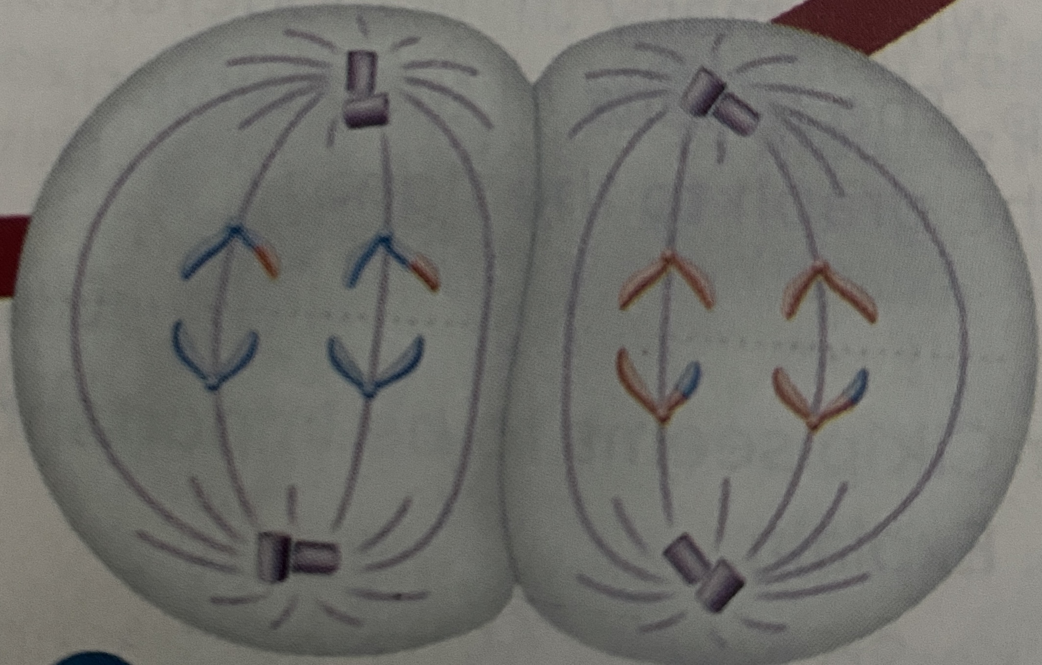 <p>What stage of Meiosis is this?</p>