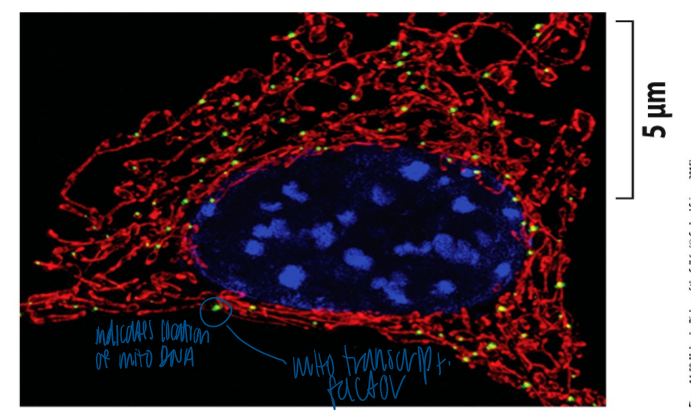 <p>mito contain their own dna </p><ul><li><p>mito dna is organized as clusters (=nucleoids) </p></li><li><p>clusters are anchored to the inner membrane </p></li><li><p>10-1000s nucleoids/cells </p></li></ul><p></p>