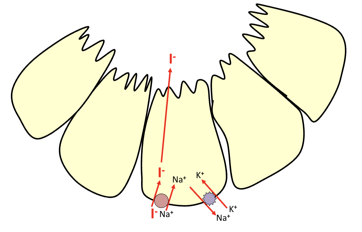 <p>Iodide is transported from bloodstream to thyroid follicular cells via sodium-iodide symporter (NIS)</p><p>Then it is moved into the colloid by pendrin transporter</p>