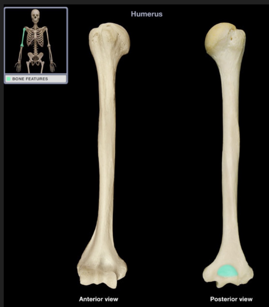 <p><span style="font-family: Arial, sans-serif; color: rgb(45, 59, 69)">located on the posterior side of the distal end of the humerus superior to the trochlea and articulates with the olecranon process of the ulna</span></p>