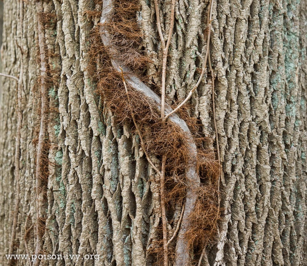 <p>hairy vine, aerial roots, three leaf</p>