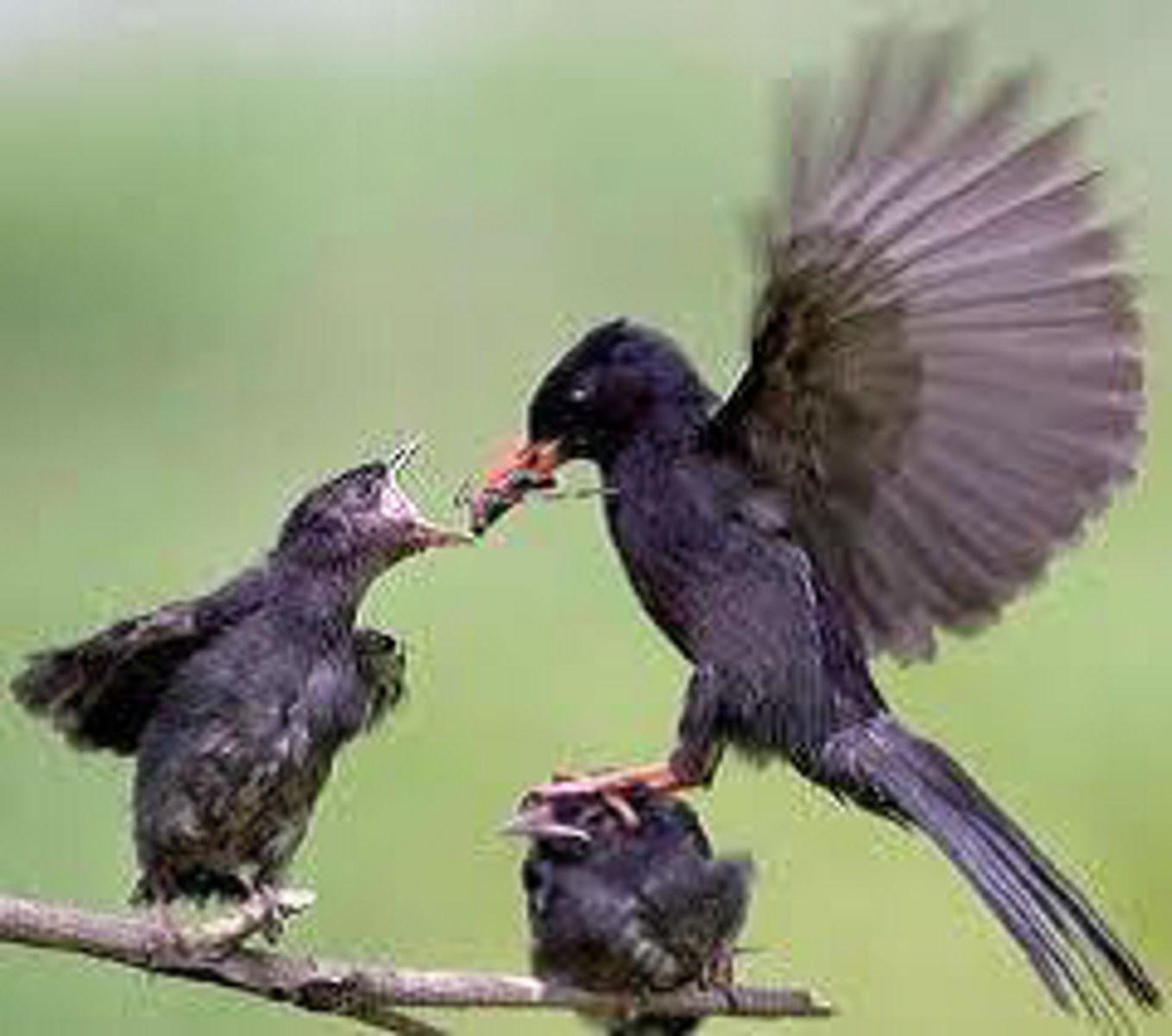 <p>Birds can clean their feathers if there's only a little oil, but this takes time, reducing time being used to find food for themselves or their young</p>