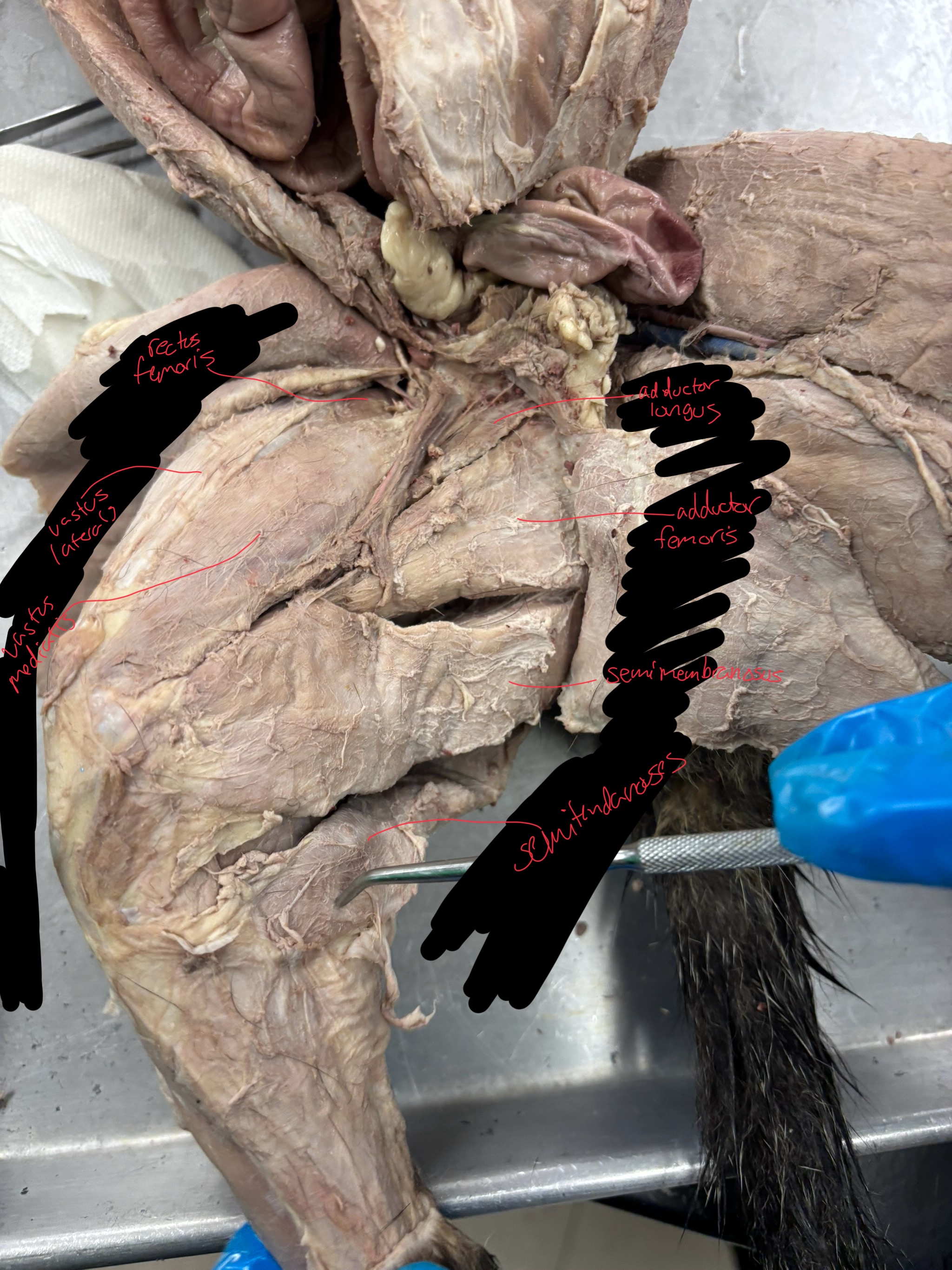 <p>semitendonosus: flex leg at the knee</p><p>semimembranosus: extends the thigh</p><p>adductor femoris: adduct thigh at hip</p><p>adductor longus: adductor thigh at hip</p><p>vastus lateralis: extends lower leg</p><p>vastus medialis: extends lower leg</p><p>rectus femoris: extends the lower leg and flexs the thigh</p>