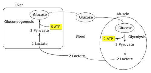 <ul><li><p>Lactate is produced in the muscle during exercise. Lactate buildup causes cramping due to lack of oxygen</p></li><li><p>NADH reoxidized during reduction of pyruvate to lactate</p></li><li><p>Lactate returns to liver where it can be reoxidized to pyruvate by lactate dehydrogenase</p></li><li><p>Liver produces/provides glucose to muscle for exercise and then reprocesses lactate into new glucose</p></li></ul>