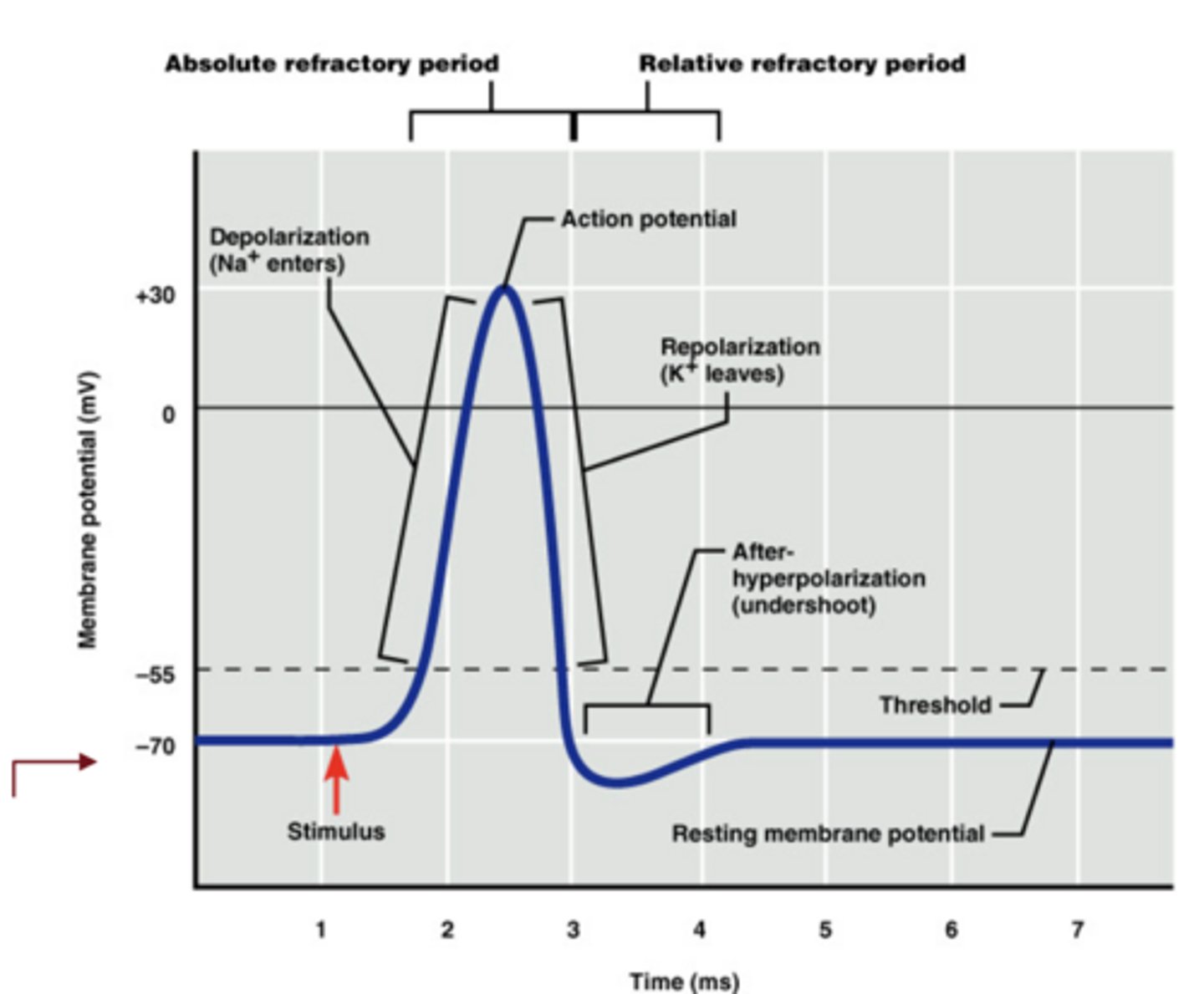 <p>threshold, depolarization, repolarization, and hyperpolarization</p>