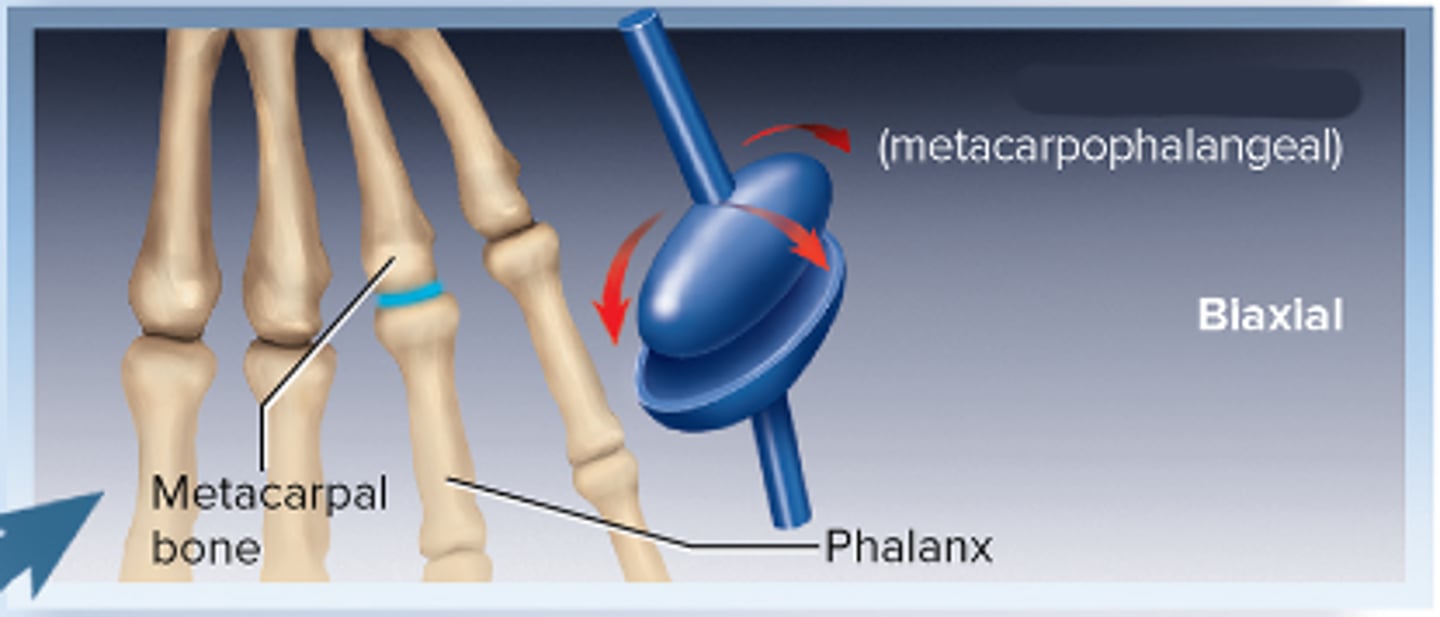 <p>Biaxial(2)</p>