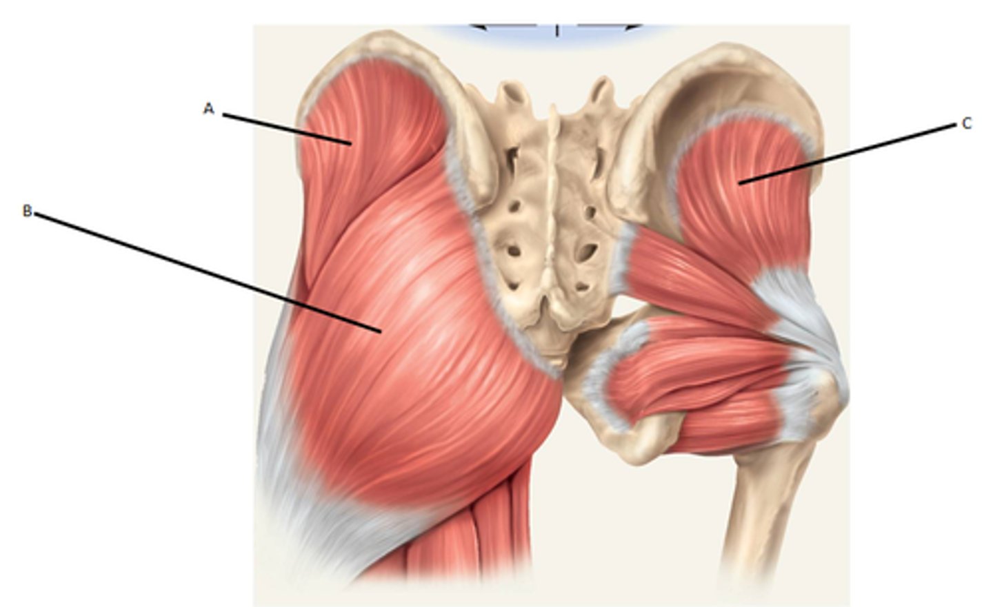 <p>gluteus maximus, gluteus medius, gluteus minimus</p><p>- extend the thigh</p><p>LOOK AT IMAGES IN NOTES</p>