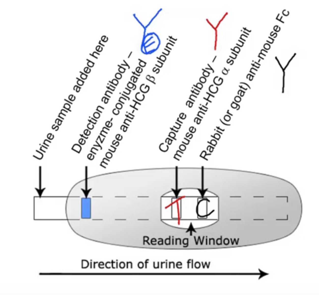 <p>plastic cartridge contains porous material or polymer that directs fluid to flow in a particular direction</p><p>fluid will encounter antibodies along its route of flow</p><p>if the sample contains the correct antigen, it will bind to the antibodies and continue to the next station in the cartridge</p><p>next stage contains a third molecule that is impregnated on the paper in a stripe pattern</p><p>third molecule binds the complexes and eventually, this causes the stripe to change color</p><p>ex.) pregnancy test, rapid strep test, COVID-19 test</p>