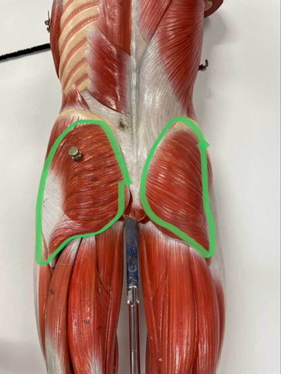 <p>O: ilium &amp; sacrum</p><p>I: gluteal tuberosity of femur</p><p>A: extends hip (primary mover)</p>