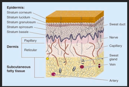<p>Papillary layer</p>