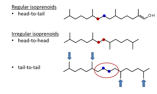<p>regular - all methyls in same direction</p><p>irregular - methyl in different direction. </p><p>Head to head only 2 carbons between units</p><p>Tail to tail, chain extended, 4 carbons between units</p>