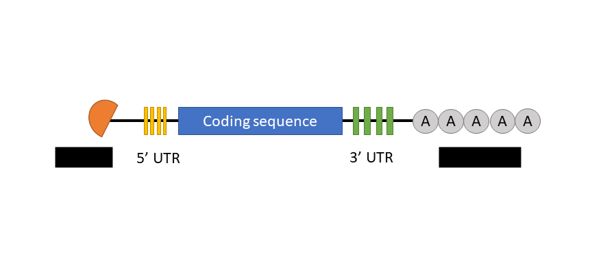 <p>a <mark data-color="yellow" style="background-color: yellow; color: inherit">GTP molecule</mark> that <mark data-color="yellow" style="background-color: yellow; color: inherit">prevents degradation of transcript</mark></p><ul><li><p>other does the same thing</p></li></ul><p></p>
