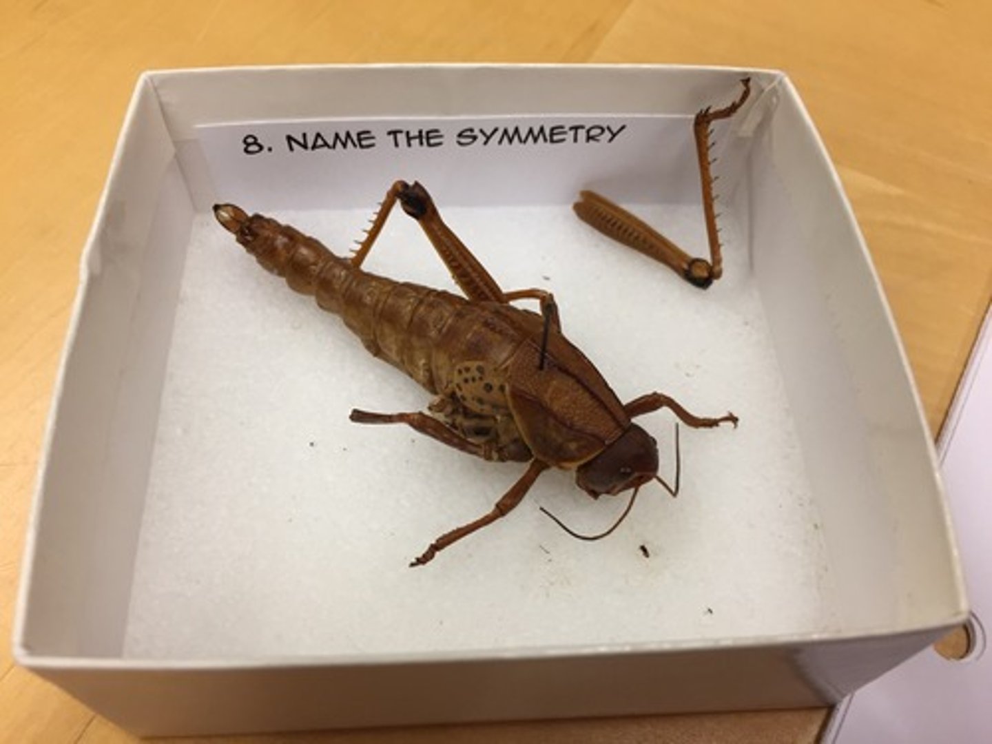 knowt flashcard image