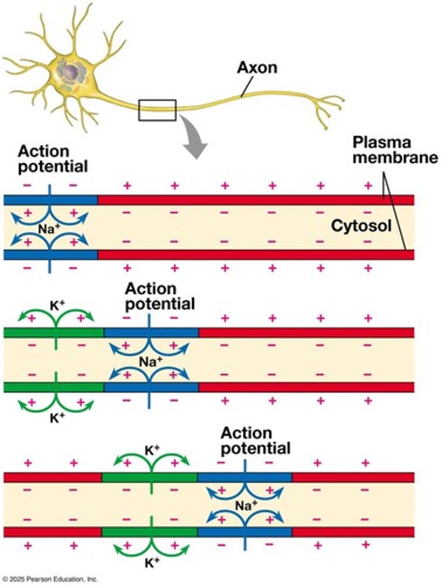 <p>The process by which action potentials jump between nodes of Ranvier in myelinated axons.</p>