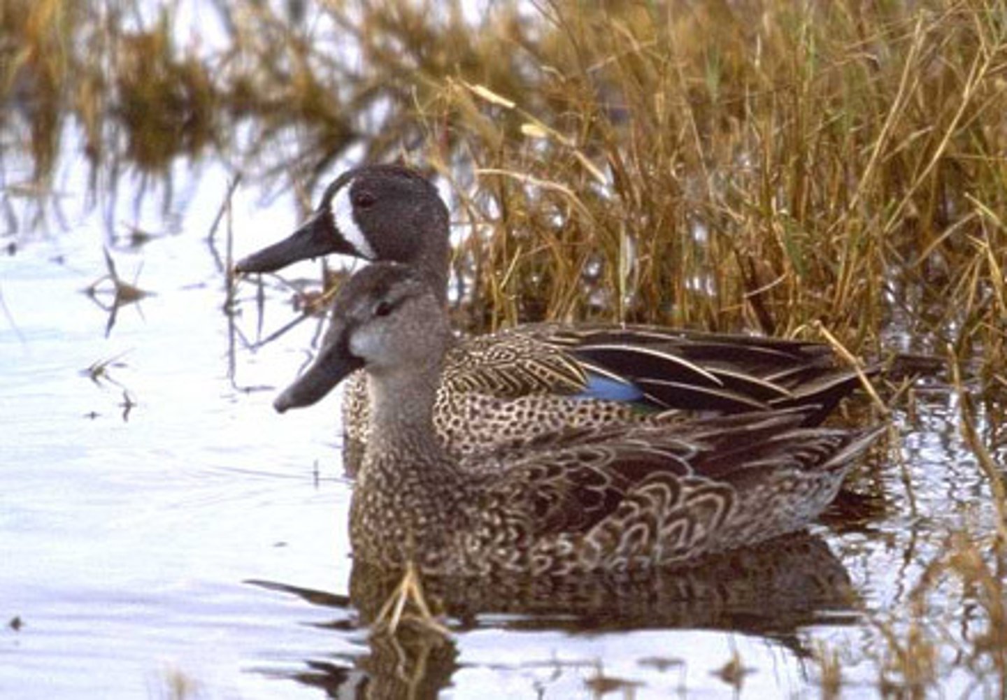 <p>Anseriformes</p><p>Anatidae</p>