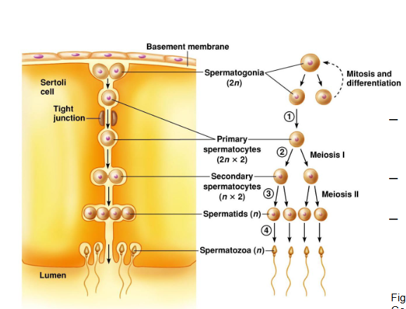 <p>Spermatogonia, sperm precursors, are formed during fetal development and go through mitosis → One of them continues to go on to meiosis while the other continues to do mitosis, creating a pool of sperm precursors for backup → The one that will be going through meiosis becomes a primary spermatocyte and goes through tight junctions to go further down the cell → goes through meiosis I → 2 secondary spermatocyte → goes through meiosis II → 4 spermatids → as they mature, they will lose their cytoplasm and gain a tail, turning them into spermatozoa. </p>