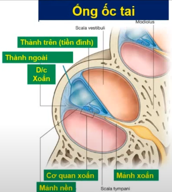 <p>Mô tả <span style="color: blue"><strong>ống ốc tai</strong></span></p>