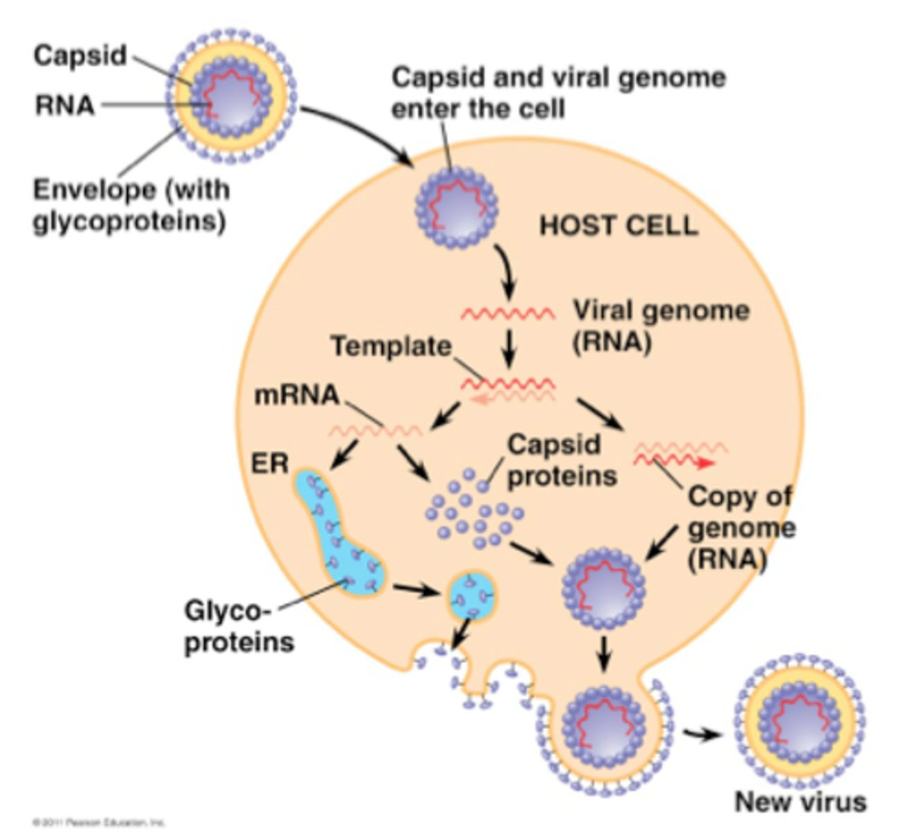 <p>A virus merges with the host cell membrane like endocytosis, and viral DNA takes over the cell and makes it make more viruses, released through a process like endocytosis</p>