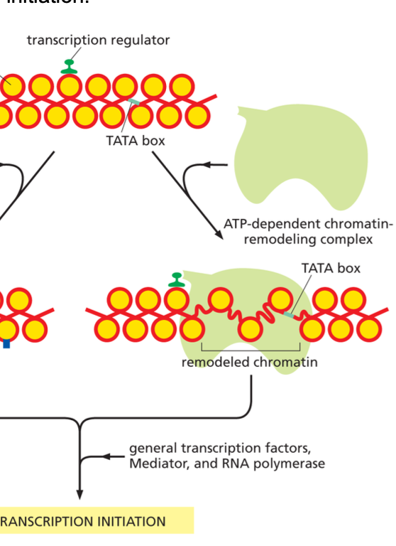 <p>Render the DNA packaged in nucleosomes more accessible to other proteins in the cell, including those required for transcription initiation; for example the increased exposure of the TATA Box. </p>