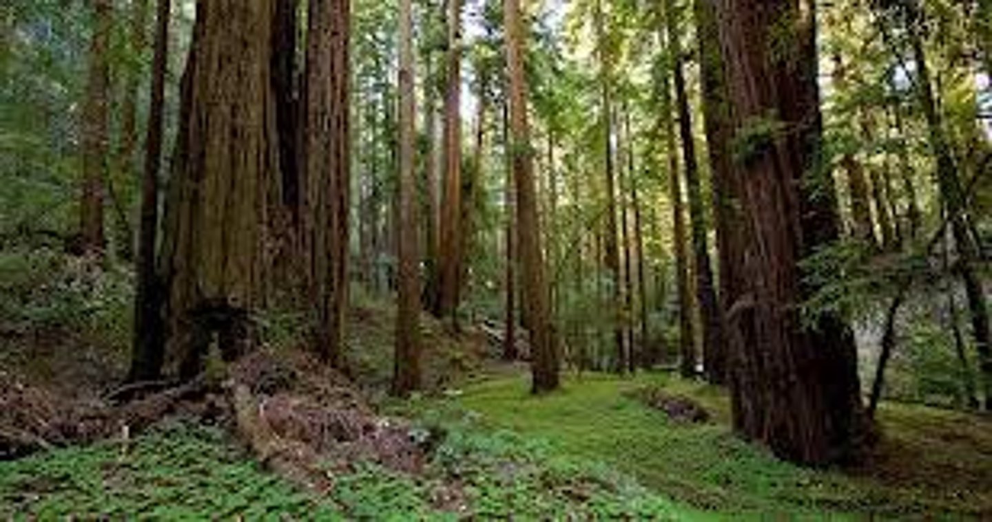 <p>Forests that have never been logged and contain mature, biodiverse ecosystems.</p>