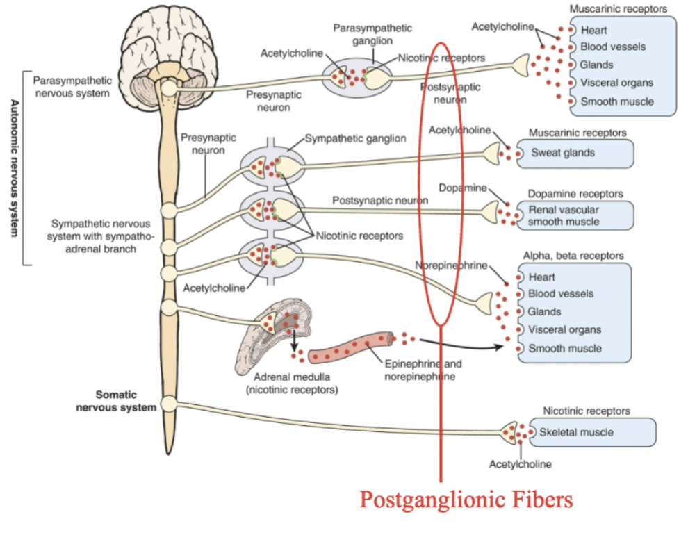 <ul><li><p>Postganglionic fibers of the sympathetic NS</p><ul><li><p>originate from ‘ganglia’ located either in a ‘chain’ next to the spinal cord (paravertebral) or located along the midline in front of the heart and spinal column (prevertebral).</p></li><li><p>These fibers project to the end organs.</p><ul><li><p>Heart, stomach, etc.</p></li></ul></li></ul></li><li><p>Postganglionic fibers of the parasympathetic NS originate from cells located near the end organ</p></li><li><p>Neurotransmitters released determine the kind of response</p><ul><li><p><strong>Most postganglionic fibers of the SNS use norepinephrine (NE) as their neurotransmitter.</strong></p></li><li><p>NE acts on adrenergic receptors located in the end organs.</p><ul><li><p><strong>One exception is SNS innervation of sweat glands which uses ACh</strong></p></li></ul></li><li><p><strong>Postganglionic fibers of the PNS use ACh as their neurotransmitter</strong></p><ul><li><p>The ACh acts on muscarinic receptors located in the end organs&nbsp;</p></li></ul></li></ul></li></ul>