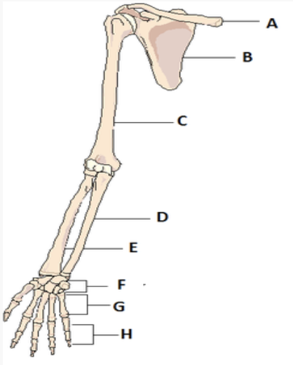 <p>label the bones of the upper arm and hand </p>