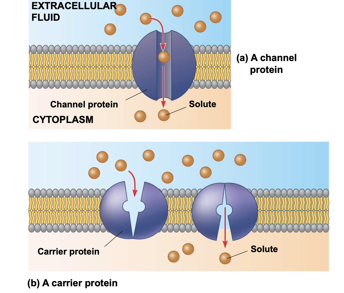 In facilitated diffusion, transport proteins speed the passive movement of molecules across the plasma membrane \n .Transport proteins include channel proteins and carrier proteins

.Channel proteins provide corridors that allow a pecific molecule or ion to cross the membrane. \n • Aquaporins are channel proteins that facilitate the diffusion of water \n • Ion channels facilitate the diffusion of ions \n • Some ion channels, called gated channels, open or close in response to a stimulus \n ▪ Carrier proteins bind the molecule they transport then change their shape to move it across the membrane.