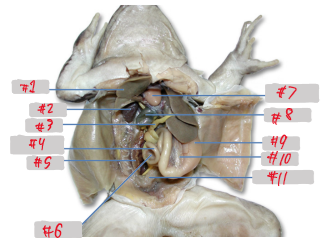 <p>11</p>