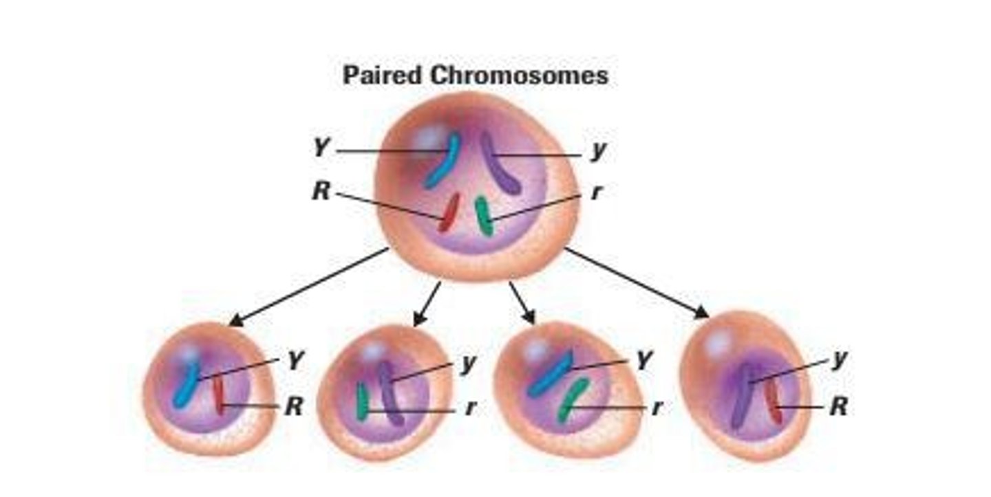 <p>The principle that genes governing different traits segregate independently during gamete formation.</p>
