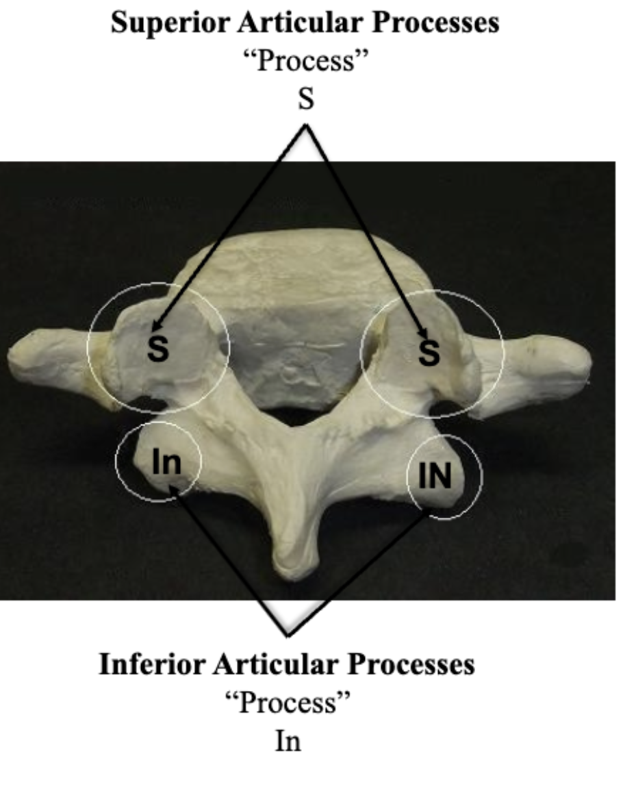 <p>Superior <strong>Articular Process </strong>&amp; Inferior <strong>Articular Process</strong></p>