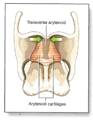 <p>Interarytenoid <strong>transverse</strong> muscle (IA) insertion:</p>