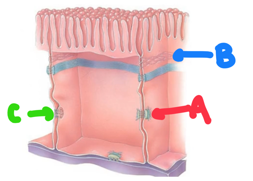 <p>What are the 3 types of cell junctions?</p>