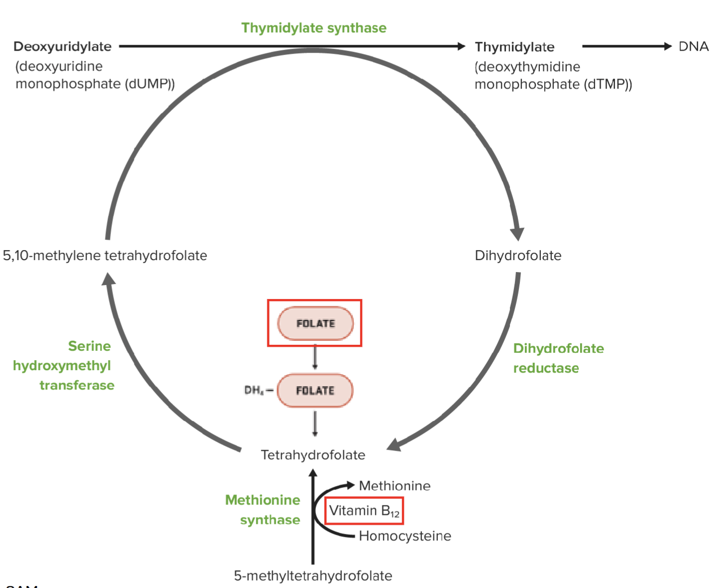 <p>Vitamin B12 plays a key role in synthesis of TH<sub>4</sub>-folate, which is required for the synthesis of dTMP by thymidylate synthase </p><p>Vitamin B12 is needed to convert 5-methyltetrahydrofolate to TH<sub>4</sub>-folate → required in pyrimidine synthesis → DNA synthesis</p><p>Deficiency in thymidylate synthase results in buildup of dUMP → uracil is wrongly incorporated into DNA</p>