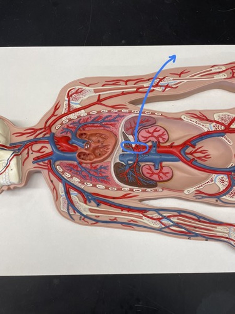 <p>the liver receives its blood supply from</p>