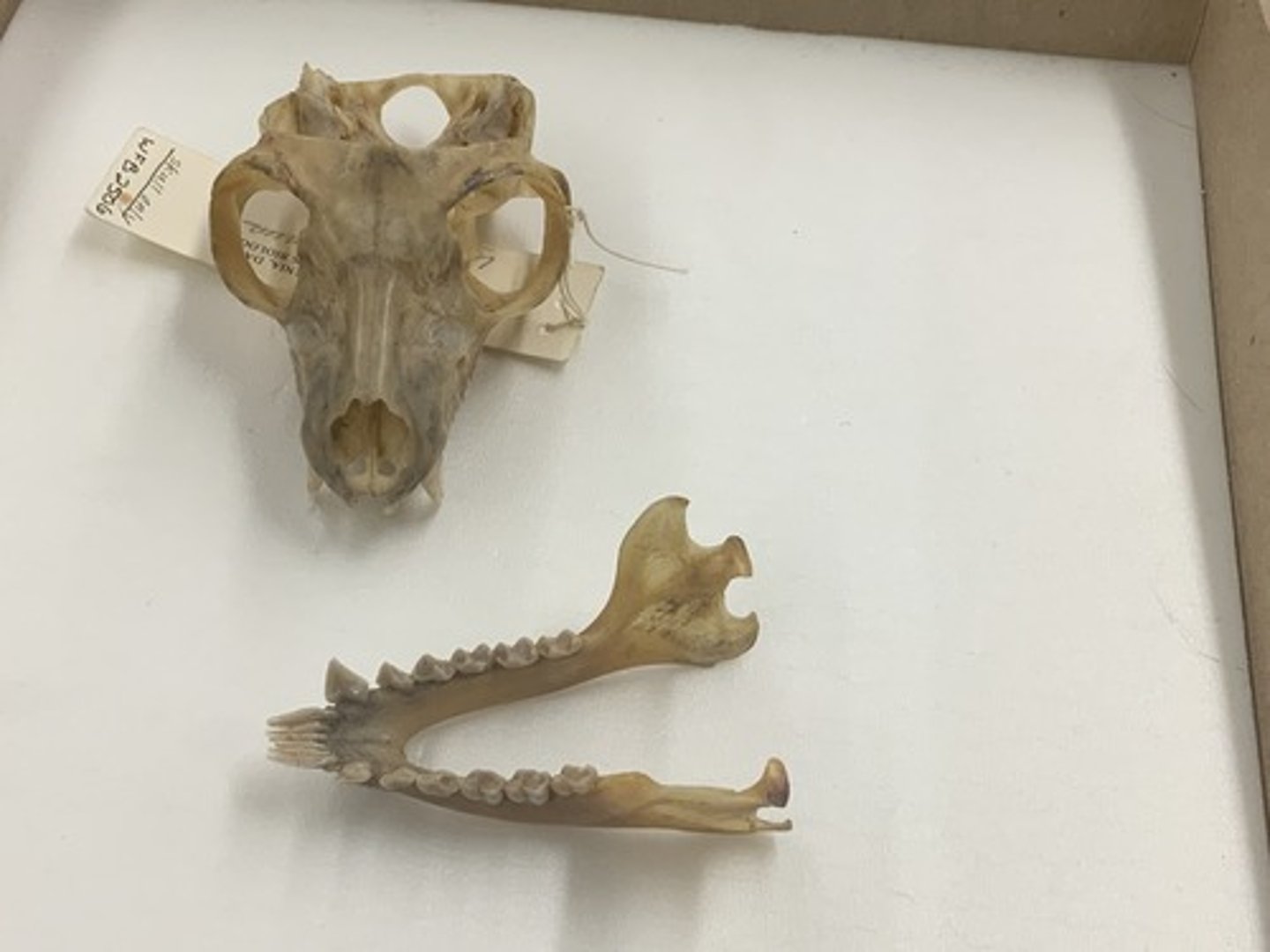 <p>Family, Suborder, Order, Infraclass, Subclass</p><p>-postorbital bar</p><p>-comb tooth</p>