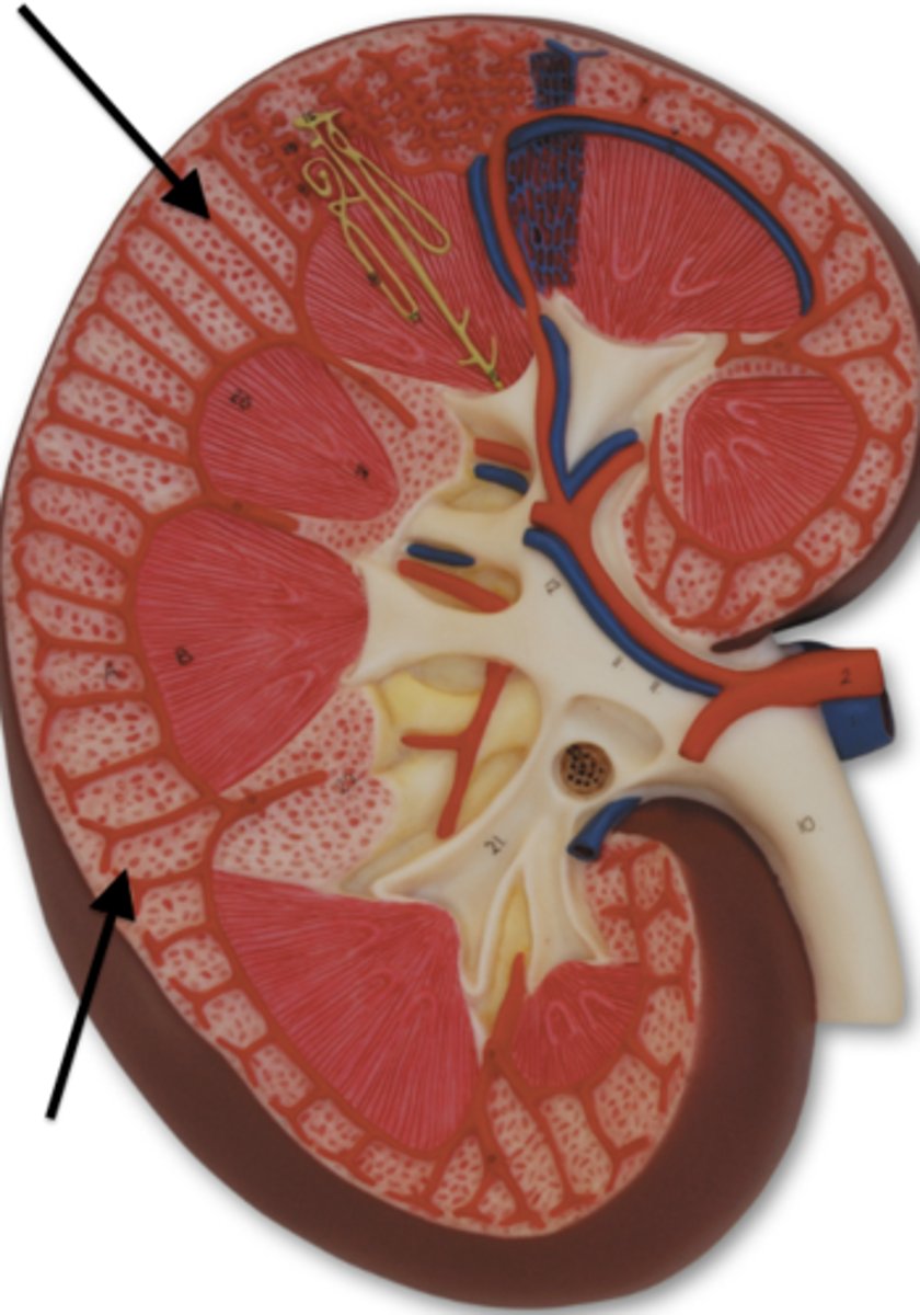 <p>Identify this urinary system structure.</p>