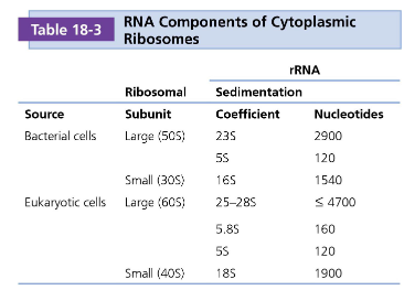 <ul><li><p>Bacteriën: 70S</p><ul><li><p>Grote subeenheid: 50S</p><ul><li><p>23S</p></li><li><p>5S</p></li></ul></li><li><p>Kleine subeenheid: 30S</p><ul><li><p>16S</p></li></ul></li></ul></li><li><p>Eukarya: 80S</p><ul><li><p>Grote subeenheid: 60S</p><ul><li><p>28S</p></li><li><p>5.8S</p></li><li><p>5S</p></li></ul></li><li><p>Kleine subeenheid: 40S</p><ul><li><p>18S</p></li></ul></li></ul></li></ul><p></p>