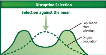 <p>occurs when environmental conditions favor individuals on both extremes</p>