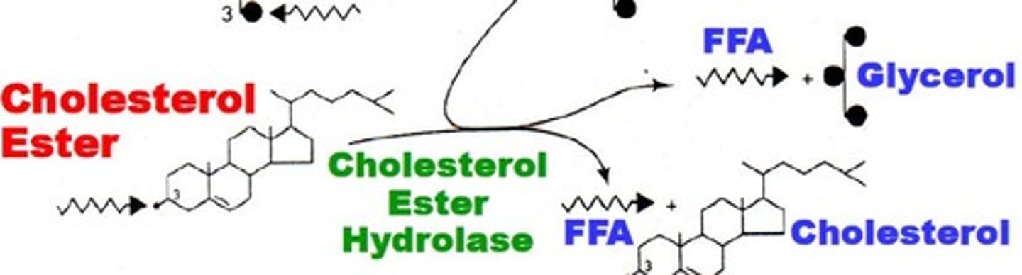 <p>-Hydrolyzes esters to <strong>Cholesterol </strong>and<strong> FFAs</strong><br><br>Completes TG breakdown by hydrolyzing 2-MG to <strong>Glycerol &amp; FFA</strong></p>