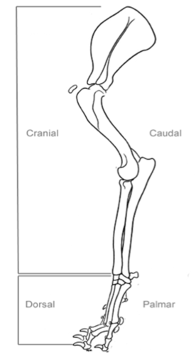 <p>Describing the side of a limb (above the carpus/tarsus) facing the head</p>