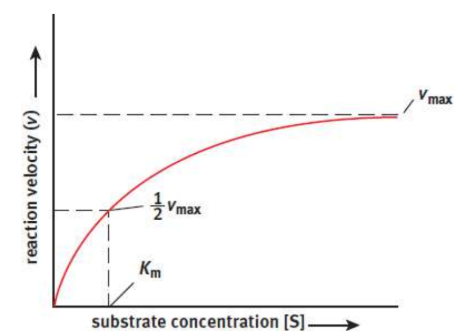 <p>As the amount of substrate increases, the enzyme is able to increase its rate of reaction until it reaches <em>v<sub>max</sub></em>; once <em>v<sub>max</sub></em> is reached, adding more substrate will not increase the rate of reaction.</p><p><em>v = v<sub>max</sub> [S] / K<sub>m</sub> + [S]</em></p><p>When rate = ½ <em>v<sub>max</sub>, K<sub>m</sub> = [S]</em></p><p><em>v = k<sub>cat</sub>[E][S] / K<sub>m</sub> + [S] ≈ k<sub>cat </sub>/ K<sub>m</sub> ([E][S])</em></p>