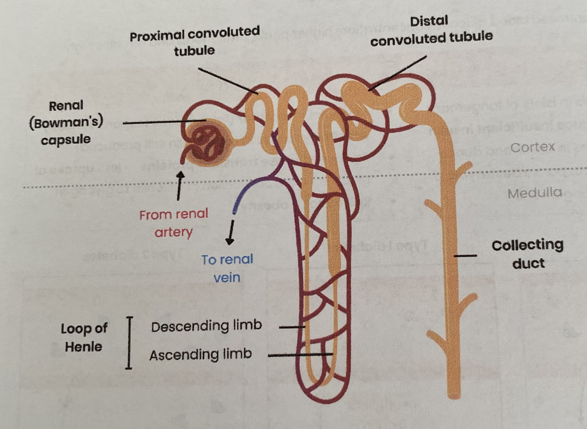 <ul><li><p><strong>Nephron</strong>= basic structural and functional unit of the kidney (millions in the kidney)</p></li><li><p>Associated with each nephron are a network of <strong>blood vessels </strong></p></li></ul><p></p>